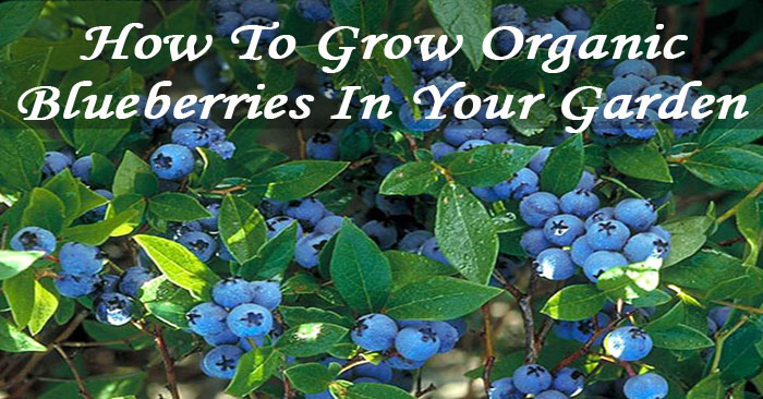 Blueberries-In-Your-Garden