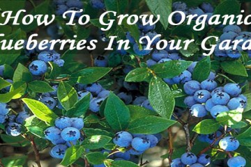 Blueberries-In-Your-Garden