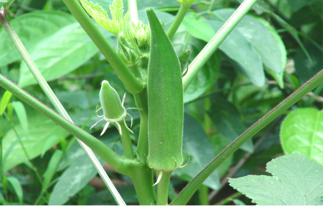 How To Grow Okra In Garden Containers