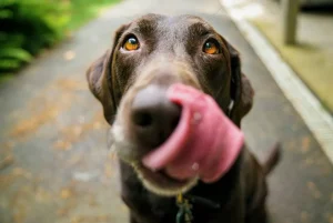 dog trust signals