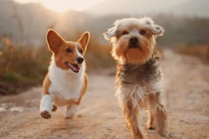 dog trust signals